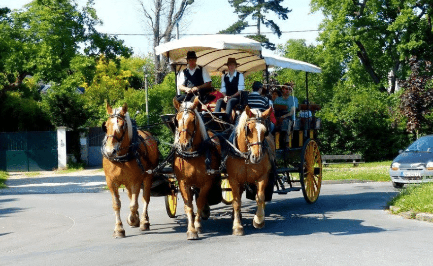 A Carriage Ride Through History